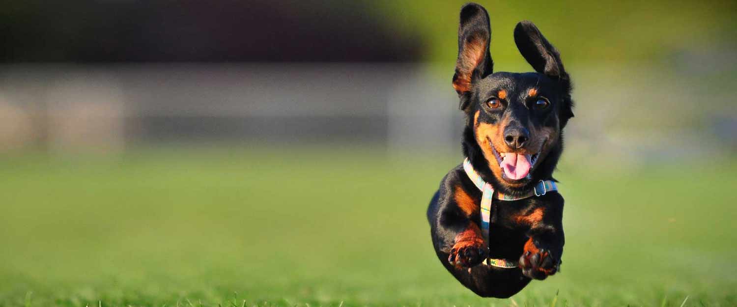 Dog running across field